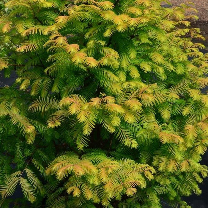 Close-up of Amber Glow Redwood foliage showing golden yellow needles with bronzy new growth