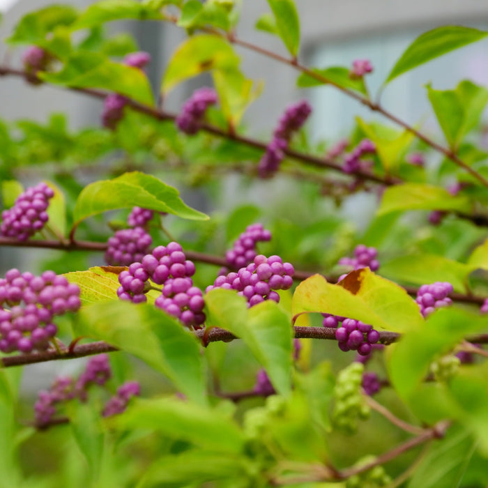 Close-up of American beautyberry purple berries along stems, producing small pink-lavender blooms that lead to fall berry clusters.