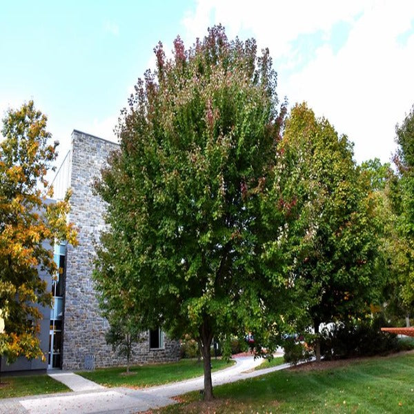Brandywing Maple in late summer