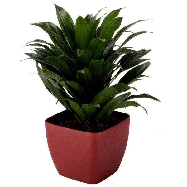Compact Janet Craig Dracaena plants look great planted in a colorful pot