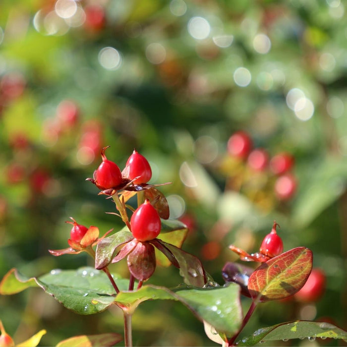 First Editions® Red Fame Hypericum used in a seasonal container display