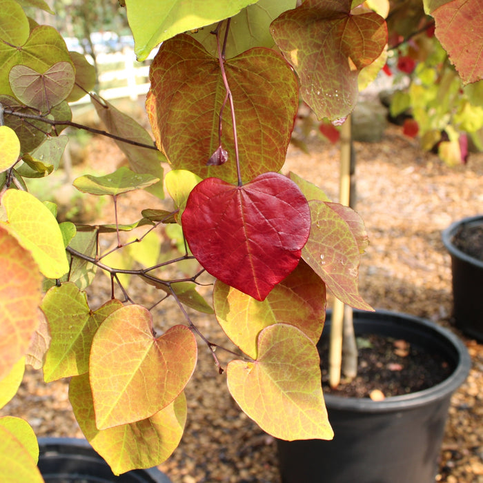 close up photo of vibrant reds, yellows, and greens on the heart shaped leaves of flame thrower redbud tree