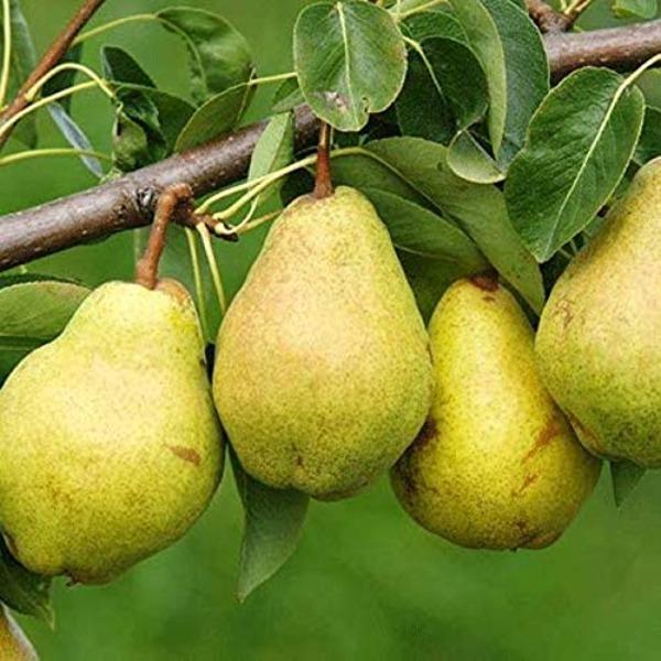 Firm ripe Kieffer pears ready for picking for fresh eating and home canning