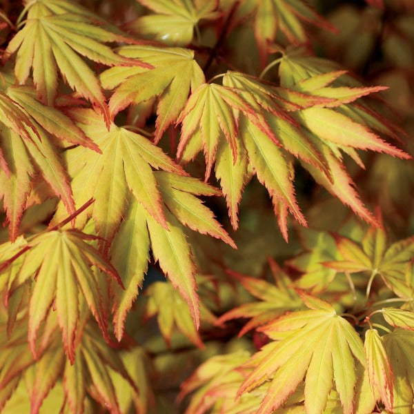 Orange Dream Japanese Maple growing in a landscape bed with bright golden-orange foliage and a compact upright habit
