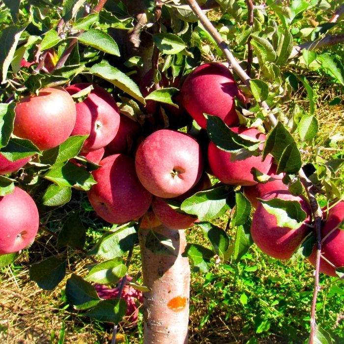 Pink Lady Apple Tree with blush pink and yellow apples growing in a sunny backyard orchard