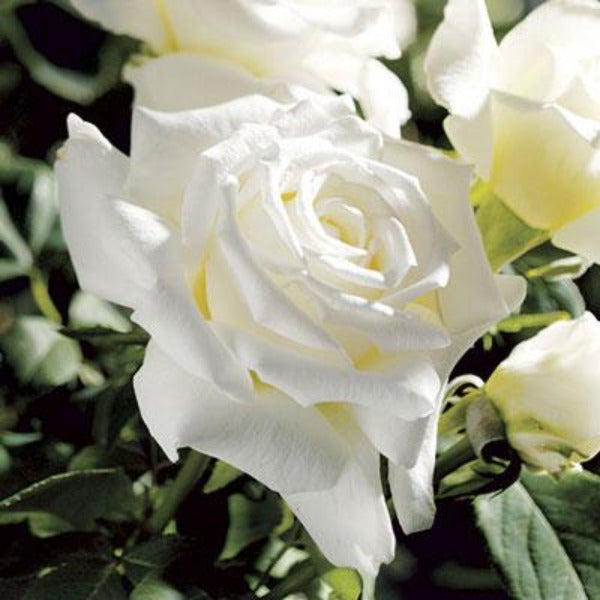 Pope John Paul II rose shrub in full sun with pure white blooms, glossy dark green foliage, and upright rounded habit
