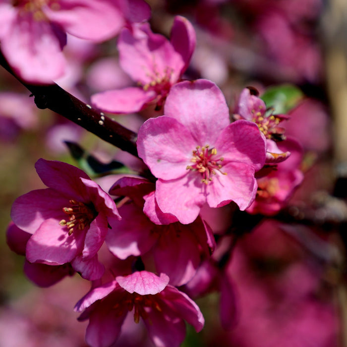 close up of Profusion crabapple blooms