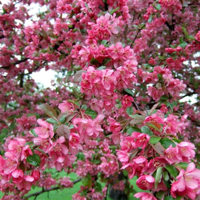 Robinson Crabapple planted as a focal point in a front-yard landscape with evergreens and lower companion shrubs
