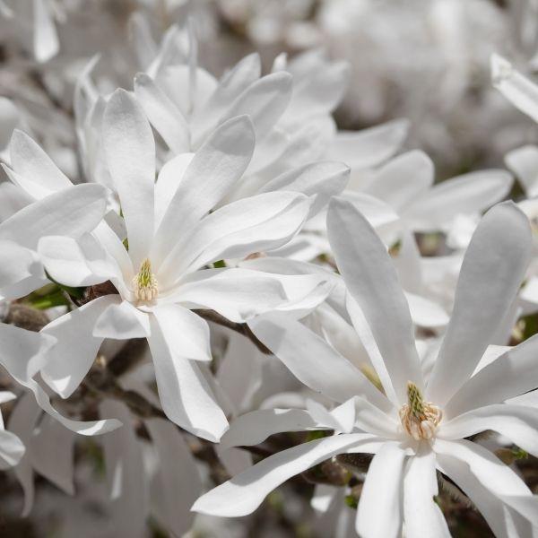 Royal Star Magnolia blooming in early spring with white star-shaped flowers covering a compact small ornamental tree