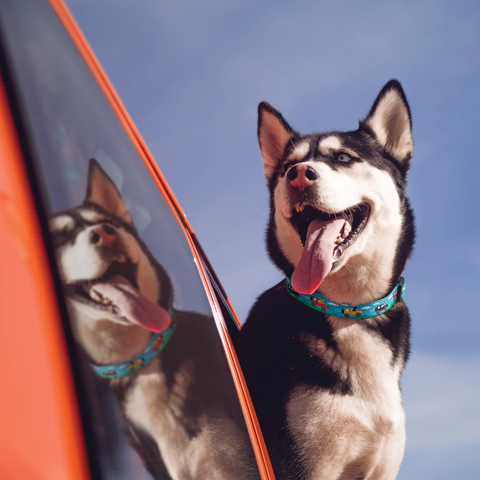 BEEP-BEEP-DOG-SPORT-COLLAR