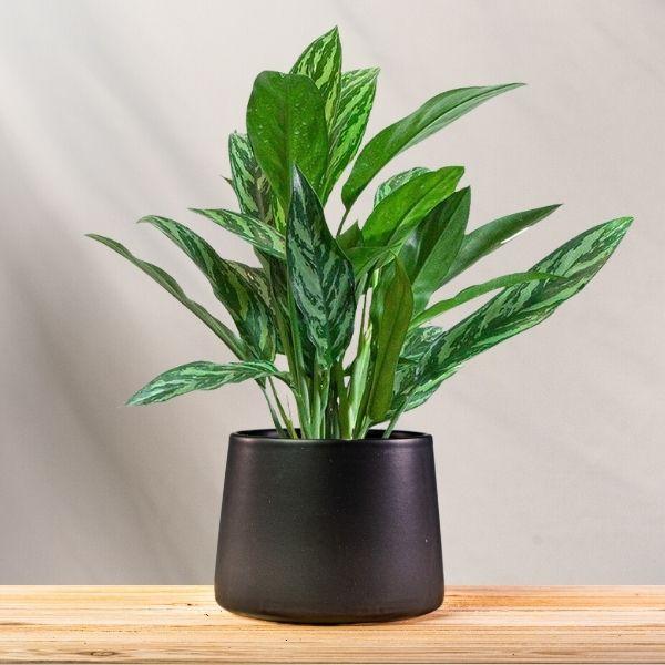 Tigress Aglaonema houseplant in a modern styled pot, showing tall upright stems with long tiger-striped green leaves in bright indirect indoor light.
