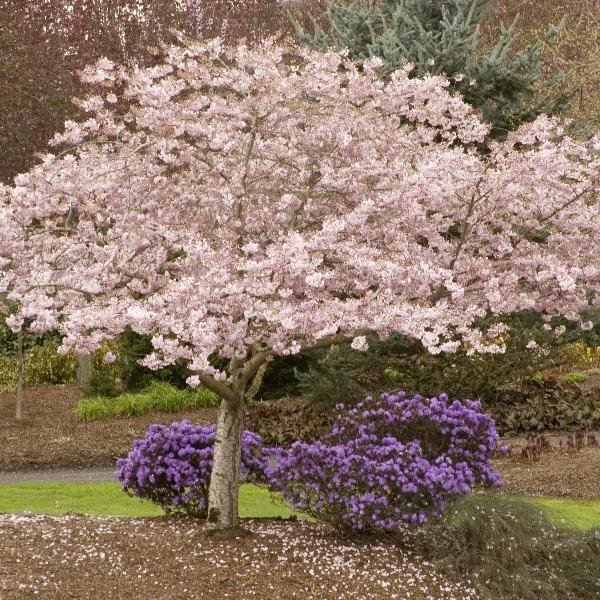 Akebono Cherry Tree in full spring bloom with fluffy light pink flowers on a rounded ornamental canopy