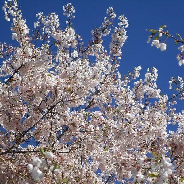 akebono cherry tree in full bloom in spring