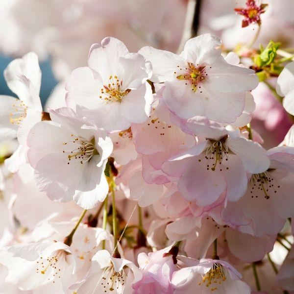 Close-up of Akebono Cherry Tree blossoms showing soft pink flowers fading toward white in spring