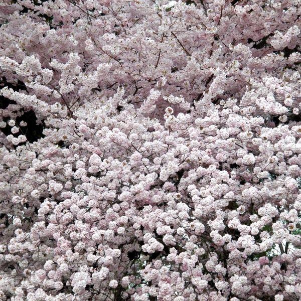 Akebono Cherry Tree with glossy green foliage and a rounded canopy in a sunny landscape setting