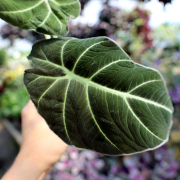 Alocasia Black Velvet