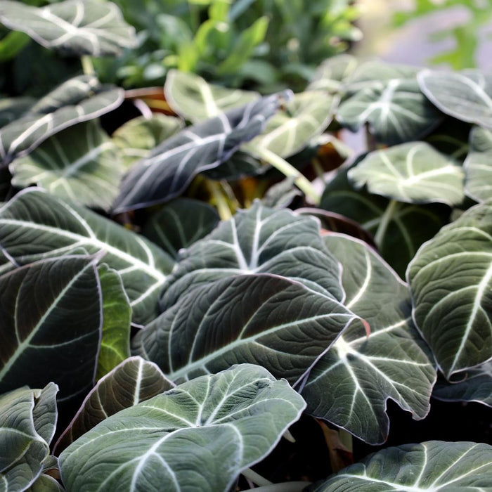 Alocasia Black Velvet foliage look like deep dark black hearts with white veins