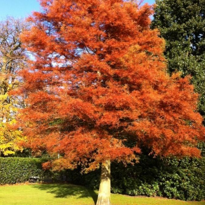 Mature Amber Glow Redwood with a compact pyramidal habit, feathery foliage, and bright amber-orange fall color