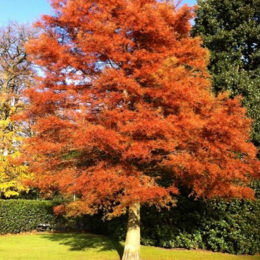 Mature Amber Glow Redwood with a compact pyramidal habit, feathery foliage, and bright amber-orange fall color