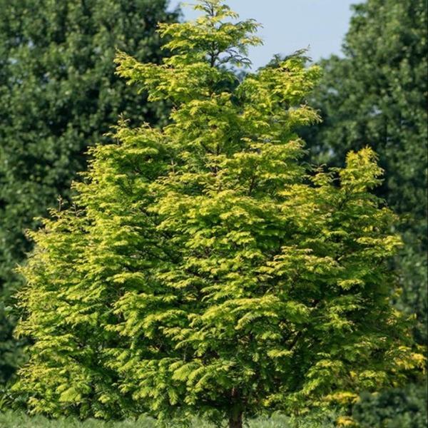 Amber Glow Redwood growing in an open landscape with bright golden foliage and a dense pyramidal form