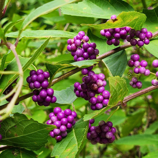 American beautyberry shrub in a native border, arching stems and dense foliage highlighted by vivid purple berries in fall.