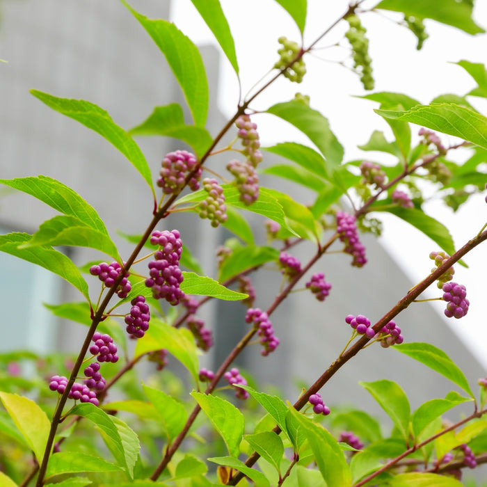 American beautyberry habit showing arching branches and purple berries, a 3–6 ft shrub form with space for airflow.