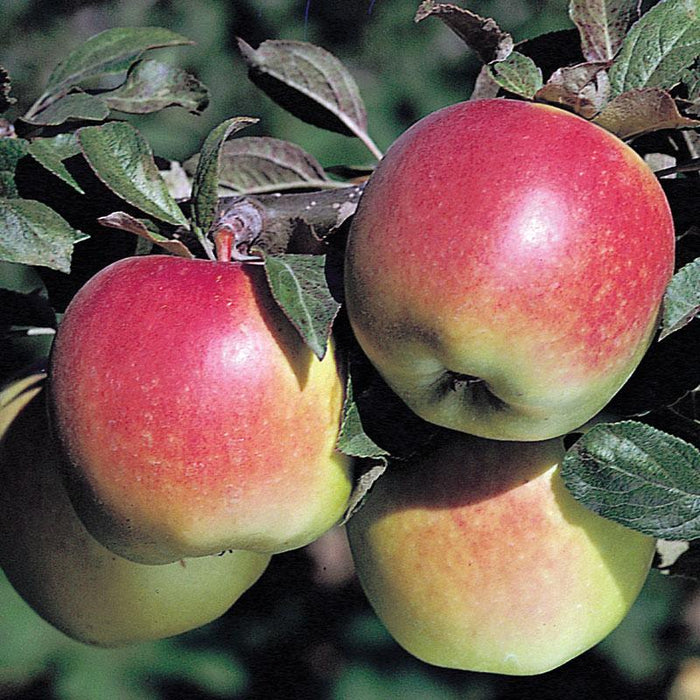 Close-up of ripe Anna apples showing yellow skin with a red blush