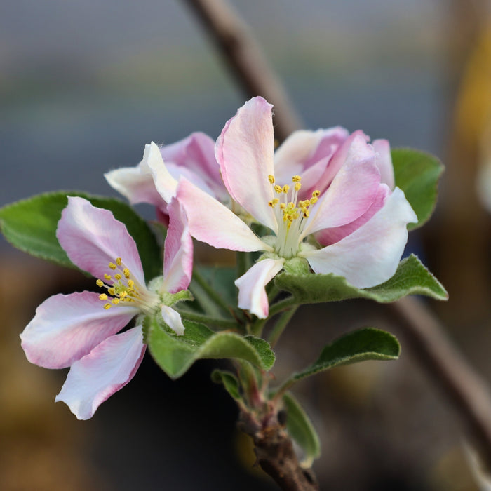 Pale pink and white spring blossoms on Anna Apple Tree branches