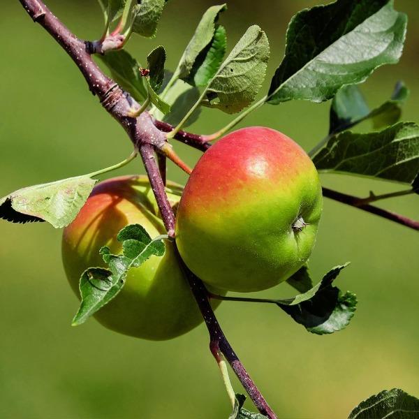 Anna Apple Tree loaded with yellow apples blushed red in a sunny warm-climate backyard orchard