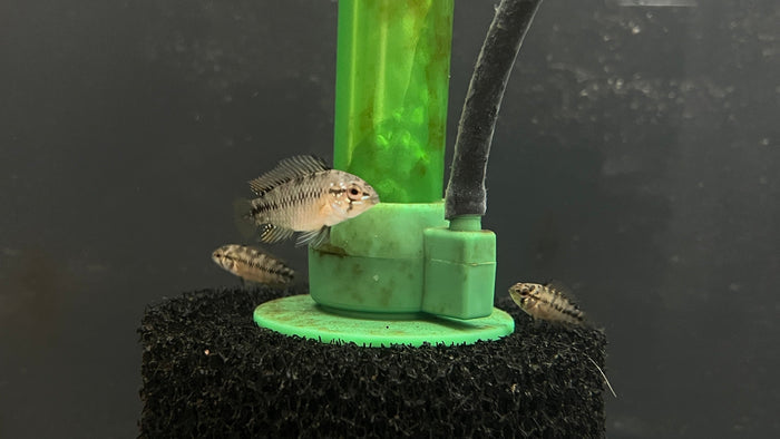 Apistogramma Borelli "Opal"