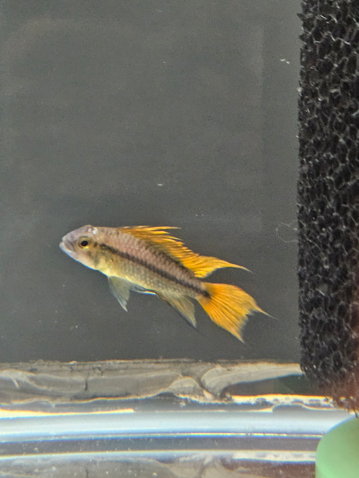 Apistogramma Cacatuoides "Mega Orange"