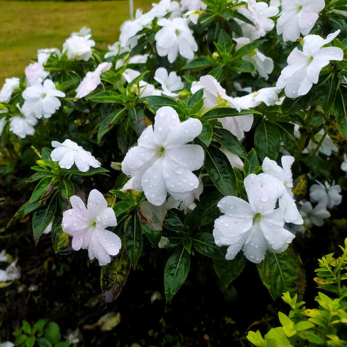 Arabian Jasmine growing in a patio container with glossy green foliage and fragrant white blooms