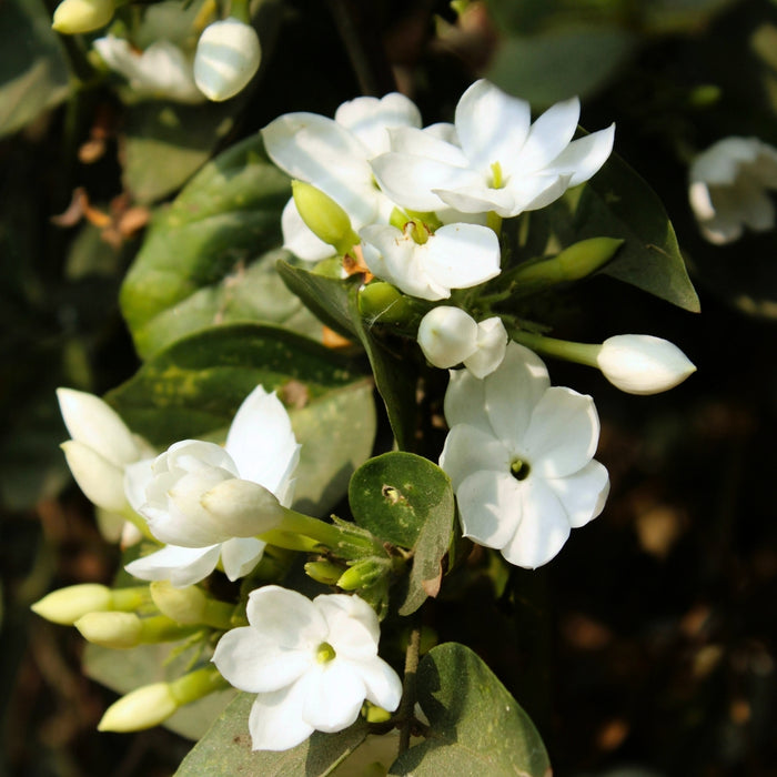 Mature Arabian Jasmine with a rounded evergreen habit and dense glossy green leaves