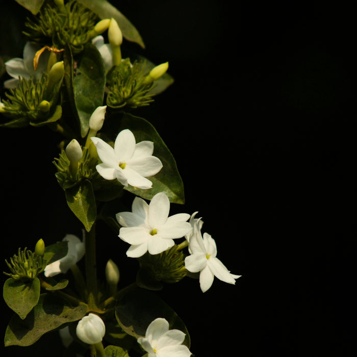 Arabian Jasmine planted in a decorative patio pot near an entry