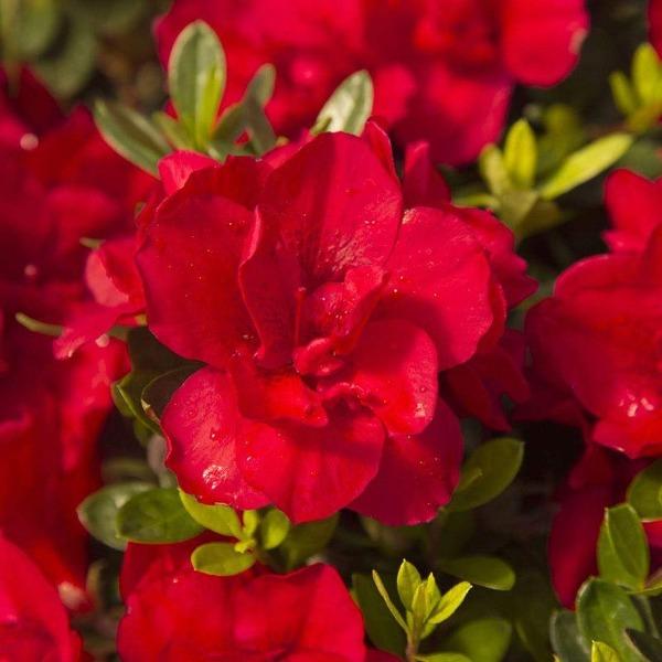 Autumn Bonfire® Encore® Azalea blooming with clear red semi-double flowers in spring