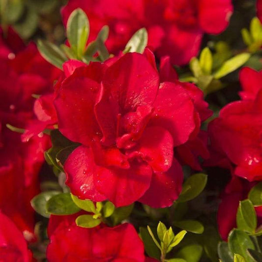 Autumn Bonfire® Encore® Azalea blooming with clear red semi-double flowers in spring