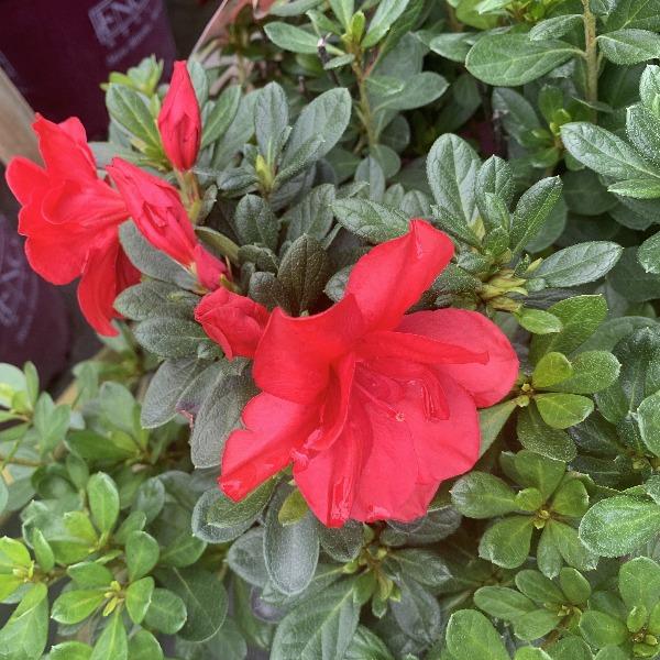 Autumn Bonfire® Encore® Azalea blooming with clear red semi-double flowers in spring