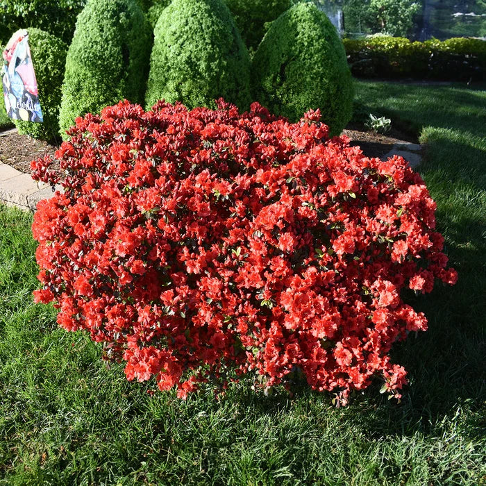 Autumn Bonfire Encore Azalea with true red flowers and bright green evergreen foliage in a foundation planting
