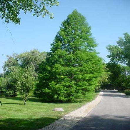 Bald Cypress growing in a landscape with soft green feathery foliage and a tall upright conical form