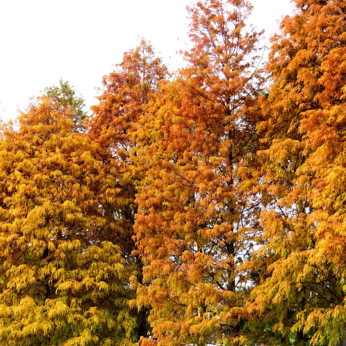 Mature Bald Cypress with a broad upright form, textured branching, and copper-orange fall color