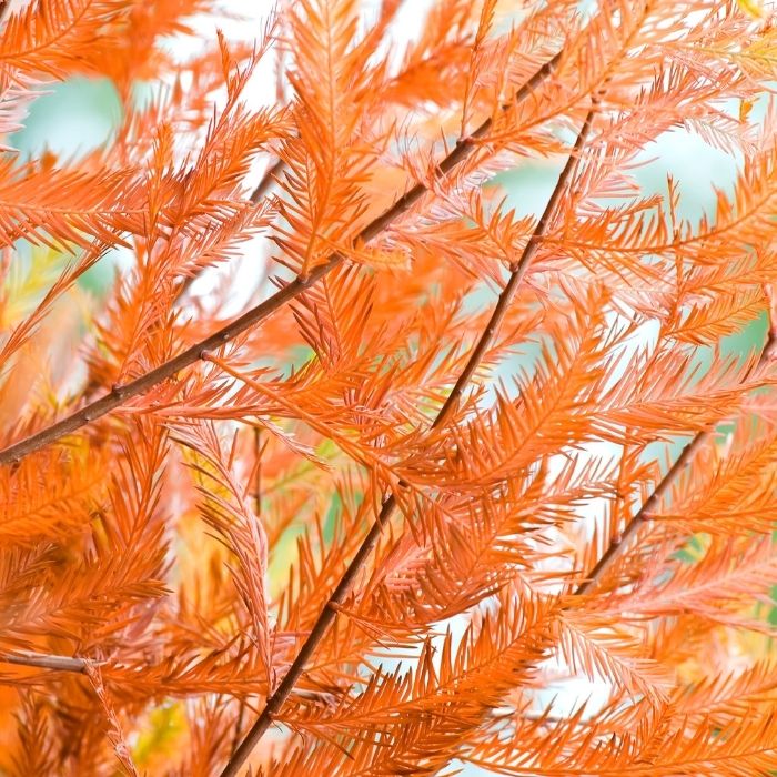 Close-up of Bald Cypress foliage showing fine-textured coppery-orange fall needles on graceful branches
