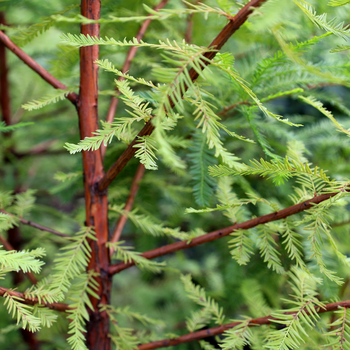 Close-up of Bald Cypress foliage showing fine-textured soft green needles on graceful branches