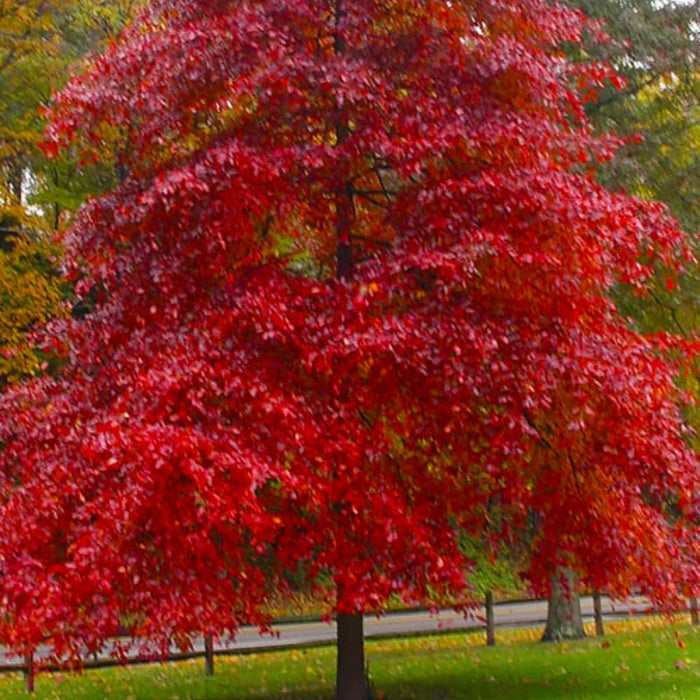 Black gum tree habit in the fall showing blazing red foliage and upright branching