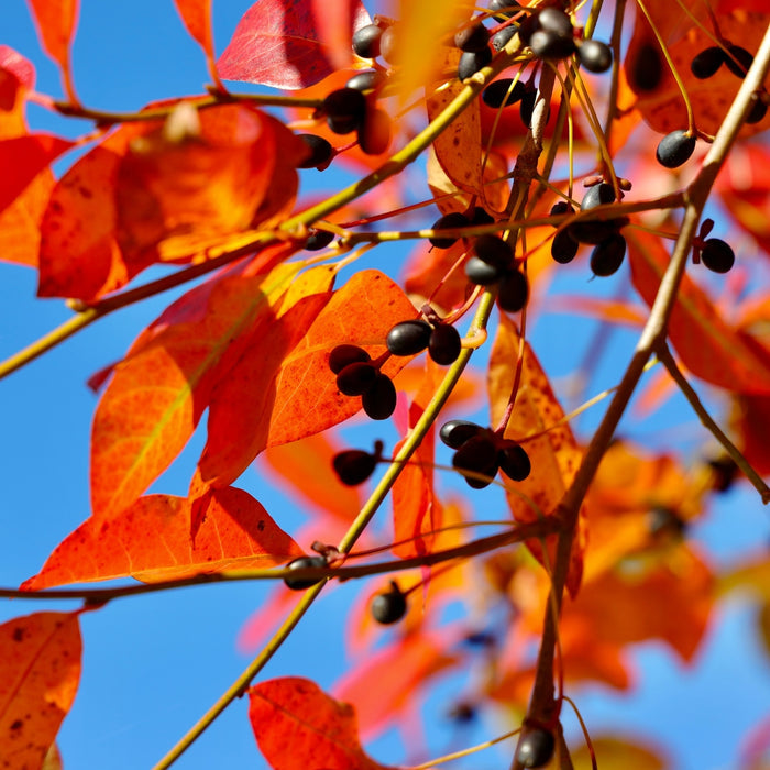 Close-up of black gum fall berries