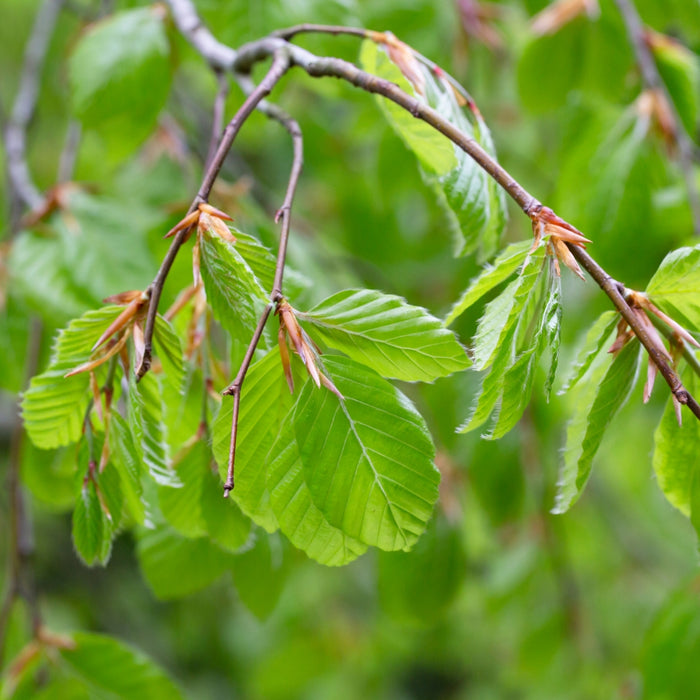Close up of the green foliage on a black gum tree