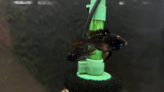 Black Knight Ram