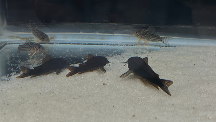 Black Venezuelan Corydora