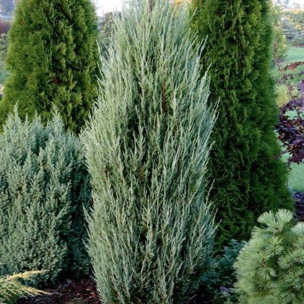 Blue Arrow Juniper growing in a sunny landscape, showing its tall narrow column and silvery-blue evergreen foliage.