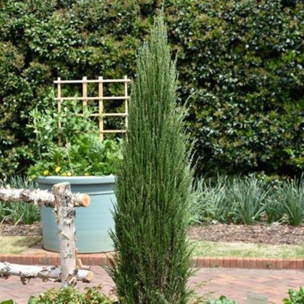 Blue Arrow Juniper displaying its slim columnar habit and narrow vertical silhouette in a foundation bed.