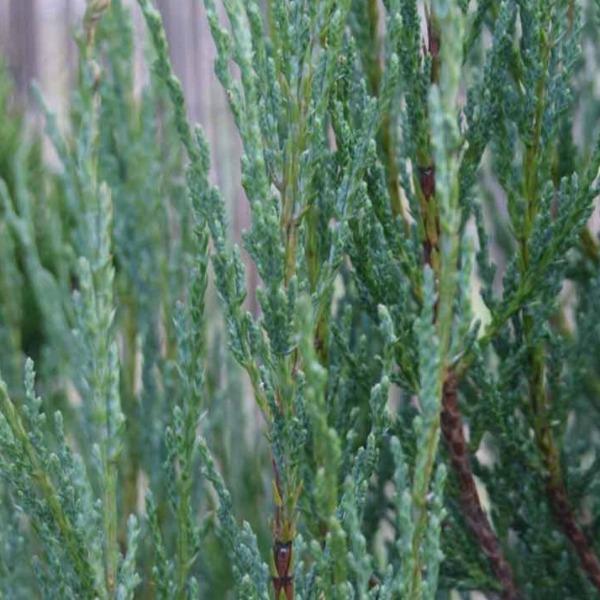 Close-up of Blue Arrow Juniper foliage with dense blue-green needles and tight upright branching texture.